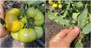 Пора подкармливать томат на налив плодов в июле. Это залог хорошего урожая сладких томатов