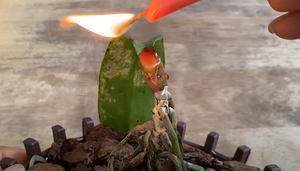 Спасти орхидею с поврежденной точкой роста поможет обычная свечка