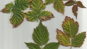 Чернеют края листьев малины: болезни малины, лечение и профилактика