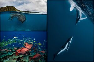 Подводный мир на снимках Жасмин Кэри