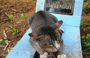 Убитая горем кошка провела год над могилой своей хозяйки.