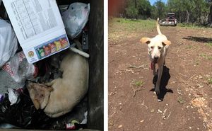 Собаку, которую выбросили в мусорный контейнер, спасли!