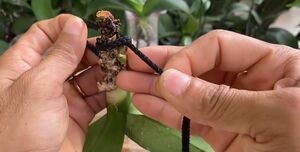 Чудо способ спасения орхидеи без корней с помощью шнура