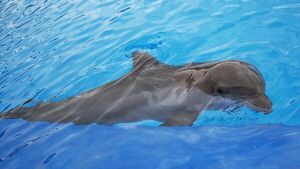 Выбрасываются на берег: почему массово гибнут дельфины в Черном море