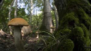 Готовьте корзинки: эксперт рассказал, когда начнется сезон грибов