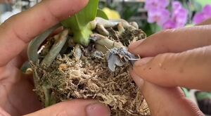Цемент поможет орхидеям с пожелтевшими листьями быстро восстановиться
