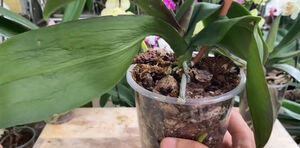 Копеечный метод для помощи орхидеям с мягкими листьями, это средство есть у каждого