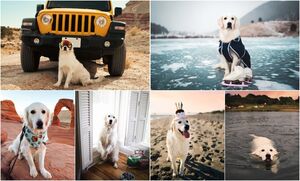 Познакомьтесь с Финнианом, служебным псом, который стал звездой соц. сетей, благодаря путешествиям
