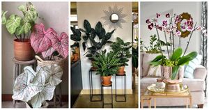 Любителям домашних цветов: стильный акцент вашего интерьера с помощью комнатных растений