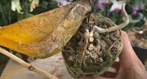 Орхидея почти погибла? Восстановиться цветку поможет куркума