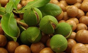 Макадамия — самые дорогие орехи в мире