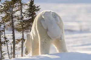 Фото дня: Белый медвежонок нашел идеальный способ передвижения