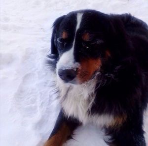 В Омске пес на прогулке спас котят, откопав их из сугроба