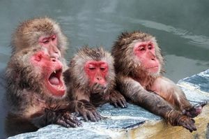 Сезон купания японских макак в горячих источниках открыт, и это невероятно забавно!