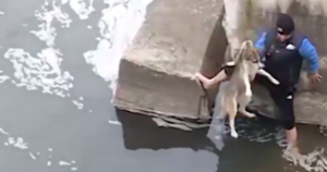 Мужчина спас собаку из ледяной реки, а та даже не знала, как его отблагодарить!