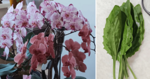 Сок подорожника — чудо средство, которое необходимо каждой орхидее