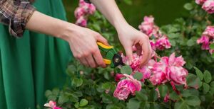 Не совершайте ошибку при обрезке розы: и кусты будут сильнее, а цветение пышнее