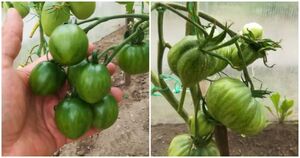 Ускорьте созревание томатов без потери вкуса и аромата. Безопасная подкормка и помощь огороду