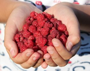 Каких ошибок стоит избегать при мытье малины