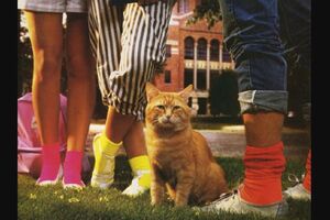 Календарь на 1986 год с котом Моррисом, самым привередливым котом в мире