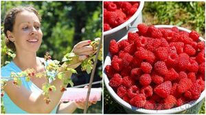 Как сделать малинник плодоносящим и собирать ягоды ведрами