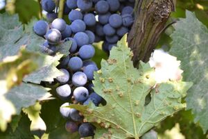 Самые опасные вредители винограда