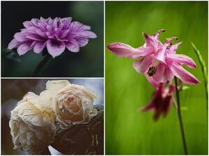 Красивые цветы на фотографиях Энн Венер