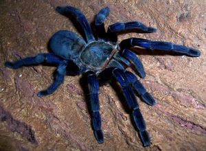 Интересное о гигантских пауках мира