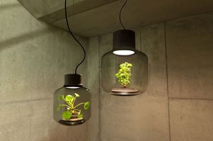 «Зелёная лампа» позволяет выращивать цветы даже в комнатах без окон