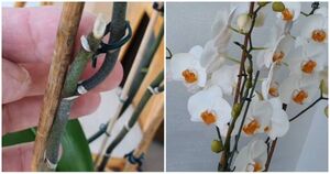Простимулируйте орхидею на обильное цветение. Всё, что нужно — это правильно обрезать цветонос