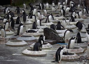 «Квартиры» для пингвинов (13 фото)