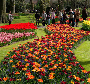 Парад цветов в парке Кёкенхоф. Часть вторая