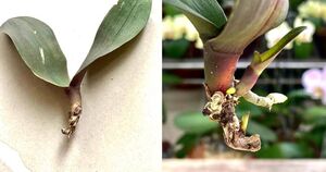 Трюк с бутылкой поможет оживить орхидею без корней. Цветок выпустит много здоровых корней за 1 месяц