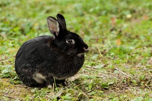Плодовитый кролик — настоящий семьянин, символ 2023 года поможет найти любовь