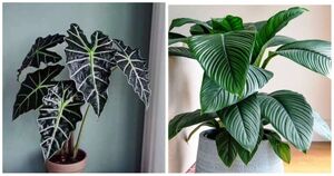 12 лучших комнатных растений с неприлично большими листьями