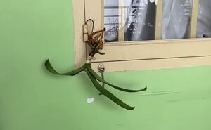 Копеечный способ спасти орхидею с загнившими корнями и листьями от гибели