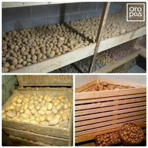 Как правильно хранить картофель в доме