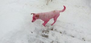Полиция и зоозащитники активно ищут живодеров, покрасивших собаку в розовый