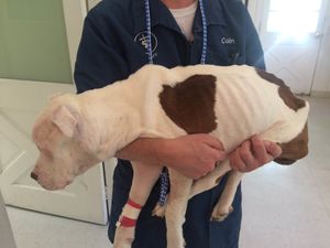 Эту собаку нашли едва живой, но ее спасли!