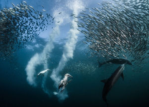 Лучшие снимки конкурса National Geographic Nature Photographer of the Year