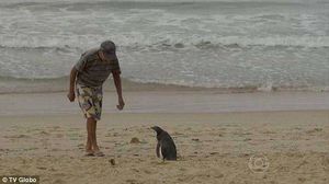 Пингвин каждый год проплывает 5000 км, чтобы повидаться со своим спасителем