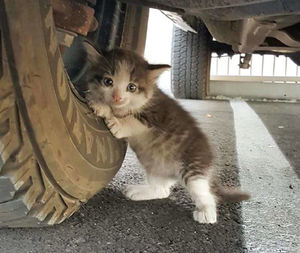 Парень нашел испуганного котенка под грузовиком и не смог сказать ей «нет»!