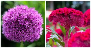 «Вау» эффект для сада: растения с крупными и эффекными цветами