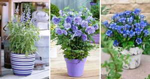 Голубые, фиолетовые и синие цветы, которые прекрасно растут в кашпо и подвесных горшках