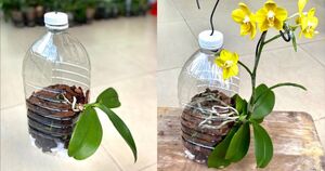 Так орхидея растет в естественной среде обитания: необычный способ посадки для обильного цветения