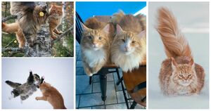Завораживающие фотографии пушистых и величественных Норвежских лесных кошек