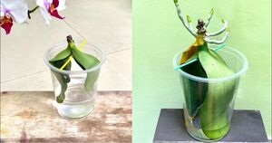 Поместите листья орхидеи в воду чтобы помочь растению отрастить новые корни с нуля