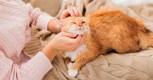 “ Для тебя кот важнее племянника!”- крикнула мать