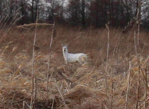В Калининградской области заметили редкую белую косулю