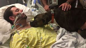 Собака пришла в больницу к своему хозяину, чтобы попрощаться с ним в самый последний раз!